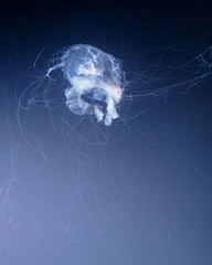 sea nettle jellyfish with long tails © nikkytok