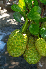 Jackfruit on the tree