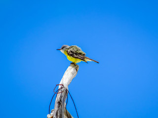 Beautiful Bird Perched on a Branch.