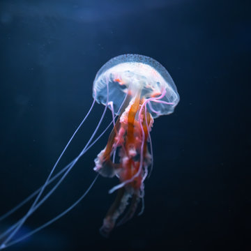 pelagia noctiluca jellyfish underwater, close-up view