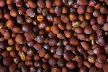 Plant Seeds macro closeup photo