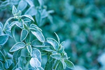 Frozen plants covered in ice frost in winter nature garden