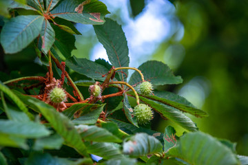 Chestnut tree in summer:young conkers and foliage	