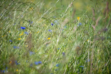 Fototapeta premium Field, wild flowers, soft focus, shallow depth of field