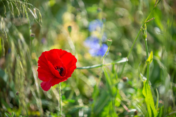 Poppy flowers in the field, soft focus, shallow depth of field