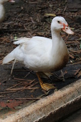 goose on farm