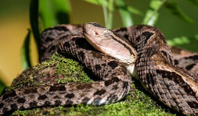 Fototapeta premium Fer-de-lance Viper in Costa Rica