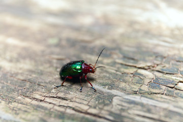Metallic Green Beetle on a wooden bench. Macro shot. Selective Depth of Field
