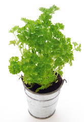 Parsley (Petroselinum Crispum) in a Pot, Parsley Herb Leaves on White Background