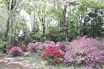 春の自然庭園（散策路のツツジ）