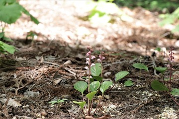 ベンバナイチヤクソウ
