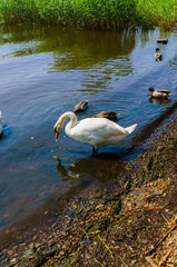 Two white swans with ducks swam to shore.