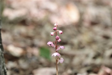 ベンバナイチヤクソウ