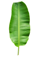 Fototapeta premium Banana Leaf