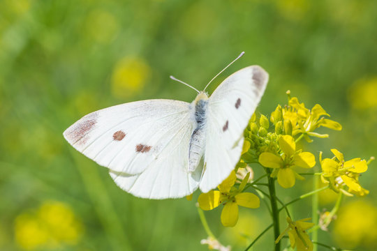 close up of white cabbage butterfly sitting on yellow flowers