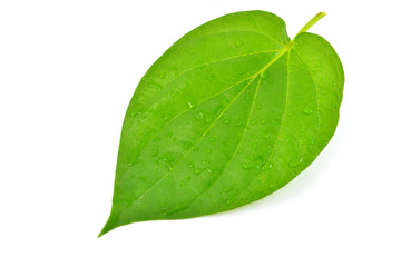 Fototapeta na wymiar Green leaf with water droplets
