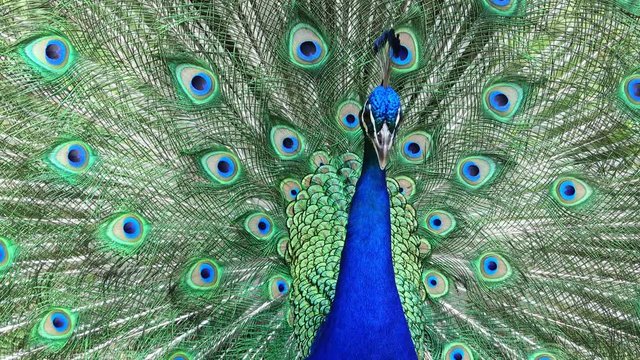 Male peacock showing it's color fan