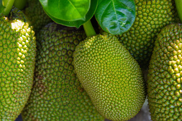 Tropical fruit jackfruit growing on tree