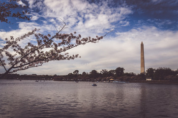 Cherry Blossom and Washington Monument , USA