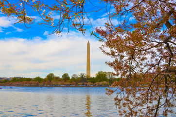 Cherry Blossom and Washington Monument , USA