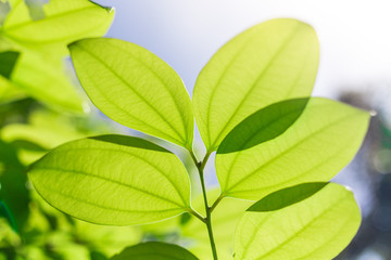 Fototapeta na wymiar Close up of backlit Green leaf on white background