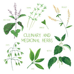 Culinary and medicinal herbs. Watercolor botanical illustration. 