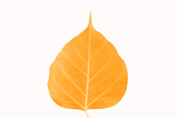 yellow leaf isolated on white background
