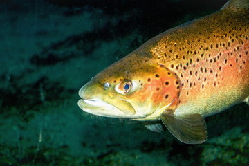 Naklejka premium The brown trout (Salmo trutta) is a European species of salmonid fish that has been widely introduced into suitable environments globally.