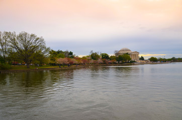 Fototapeta na wymiar Cherry Blossom and Washington Monument , USA
