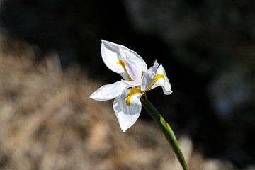 White Flower