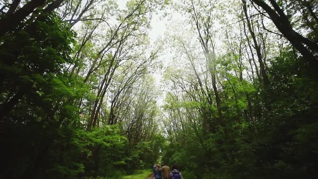 Exciting tourist trip to the green woods in the countryside around Chernobyl exclusion zone. Group of tourists walking slowly on the path through thick mysterious forest on summer day.