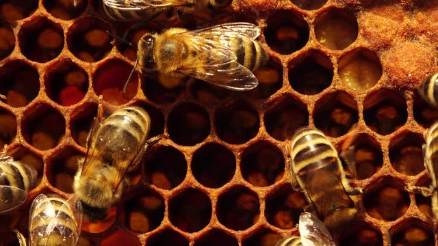 As the egg hatches, worker bees add royal jelly - a secretion from glands on the heads of young bees