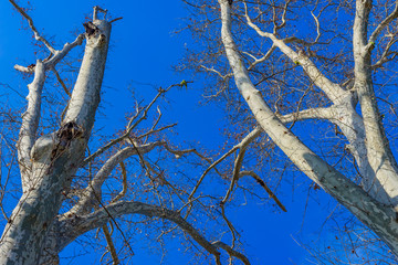 Bare tree branches against the blue sky in the park of Maria Luisa.Seville. Andalusia. Spain