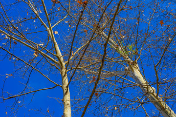 Bare tree branches against the blue sky in the park of Maria Luisa.Seville. Andalusia. Spain