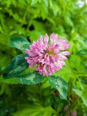 Red Clover Flower