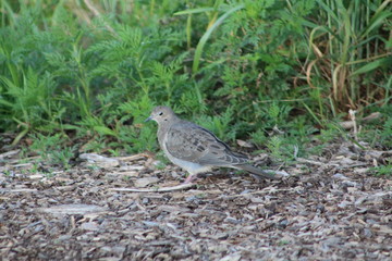 Mourning dove exploring a path