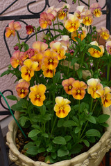 バスケットの鉢のビオラ