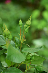 バラの固いつぼみ