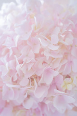 closeup pink Hydrangea flower 
