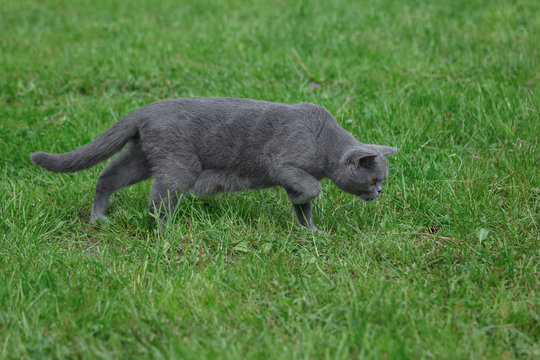 The grey british cat with orange eyes hunts for the baterfly in a park.
