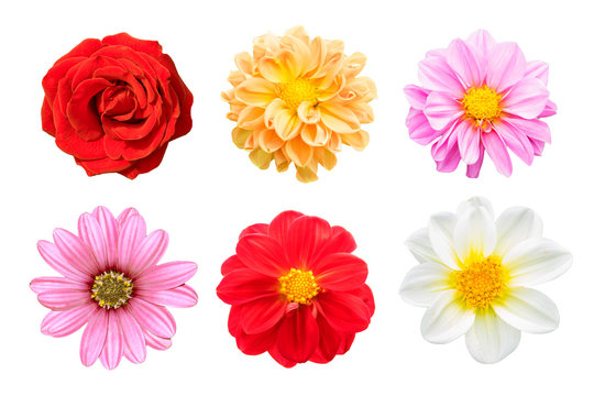 collection mix flower Colorful isolated on white background.
