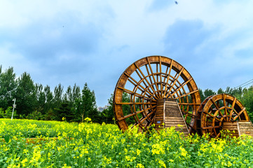 Canola flower blooming in Changchun Park, China
