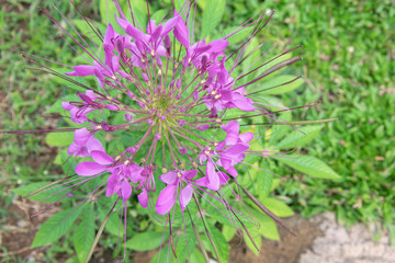 Top view spider flower or Cleome spinosa.