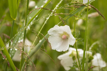White wild flowers after rain 