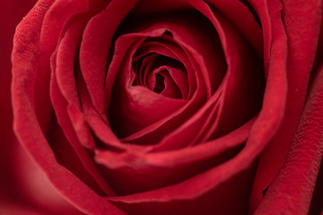 Red rose flower close up background.