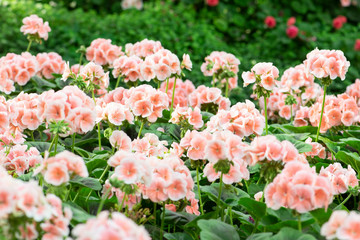 Pink geranium flowers in a summer garden.