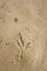 bird footprint in the mud 