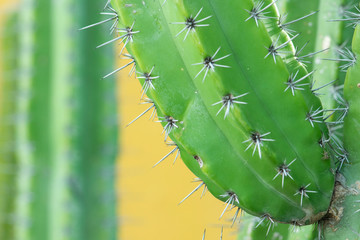 Cactus texture on yellow background. Cactus in the desert