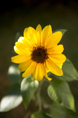 Summer yellow sunflower close up