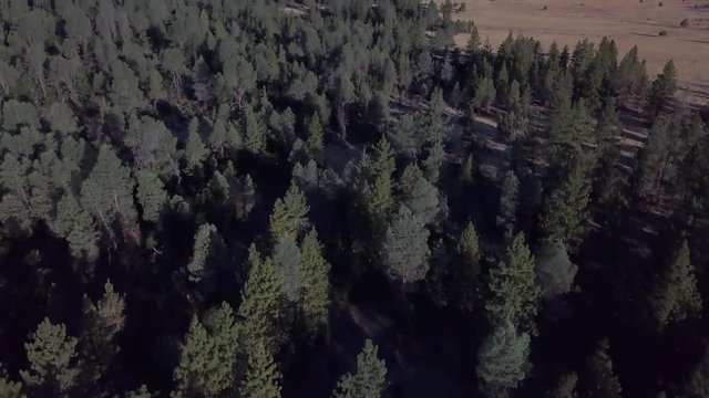 Drone pan up revealing Mt Shasta in Lassen County in California with pine trees and plain in fall